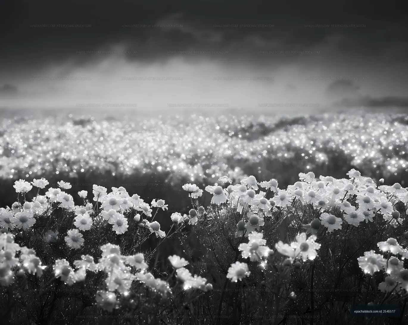 Field of white flowers with mist at dawn