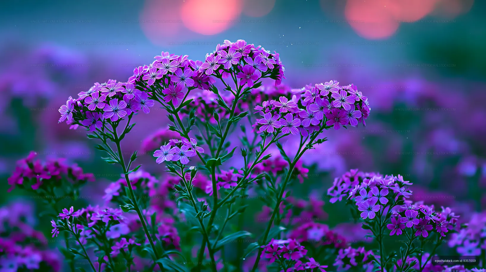 Purple flowers in a field during sunset