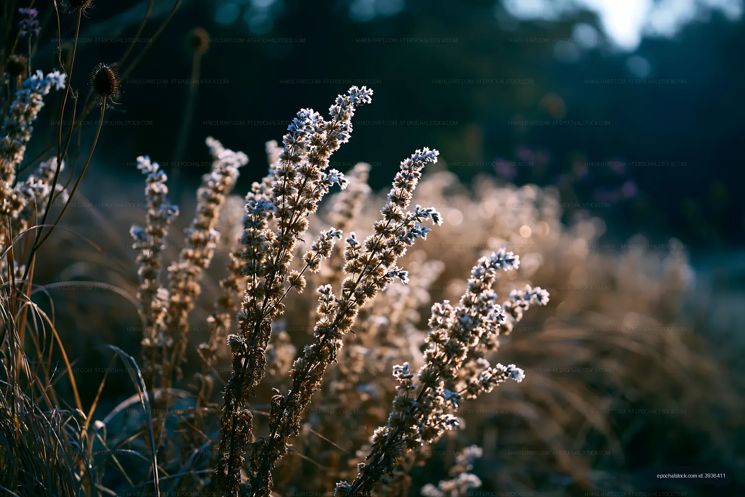 Wildflowers growing in a field during sunset