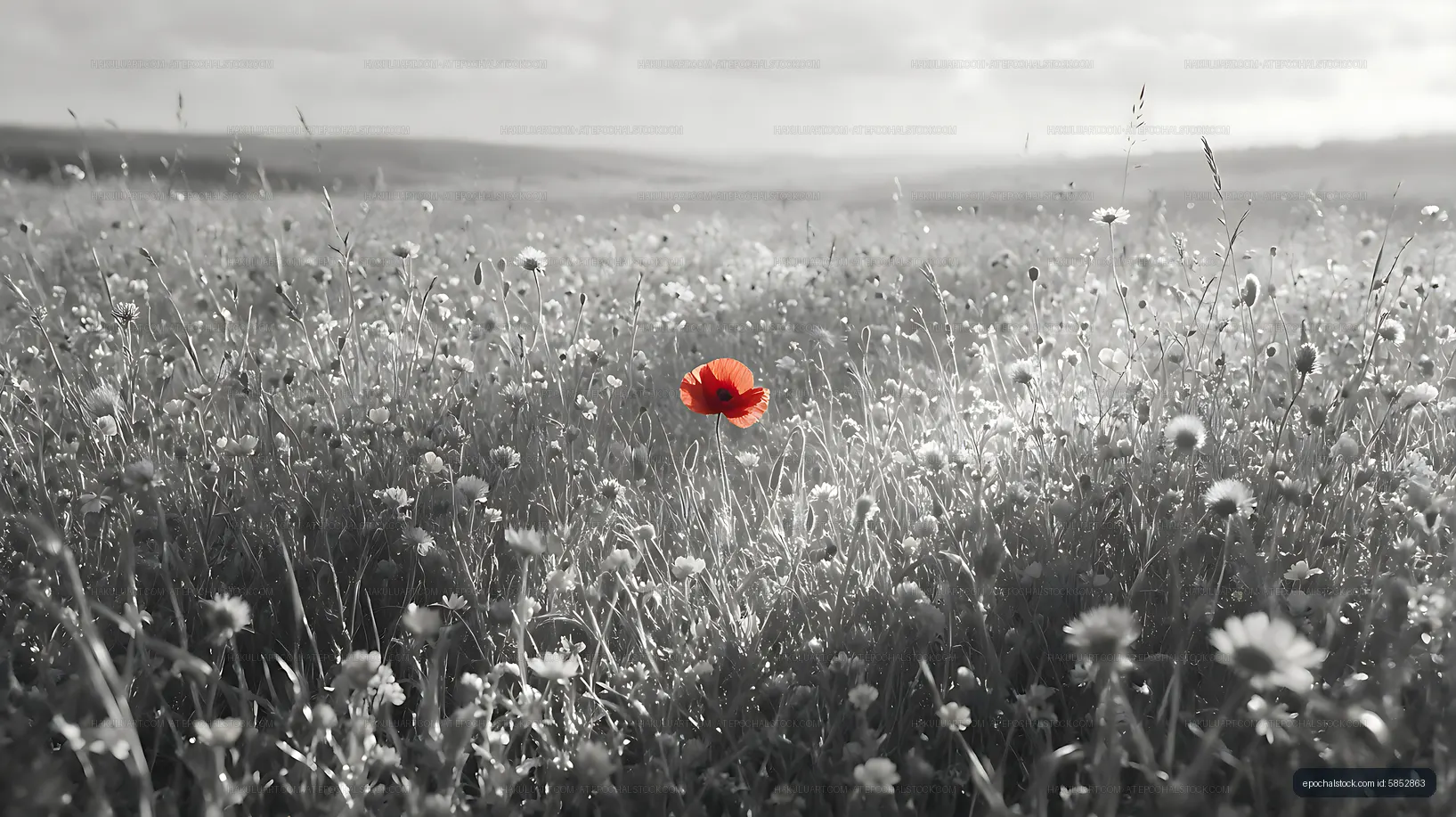 Bright red poppy stands out in black and white meadow landscape