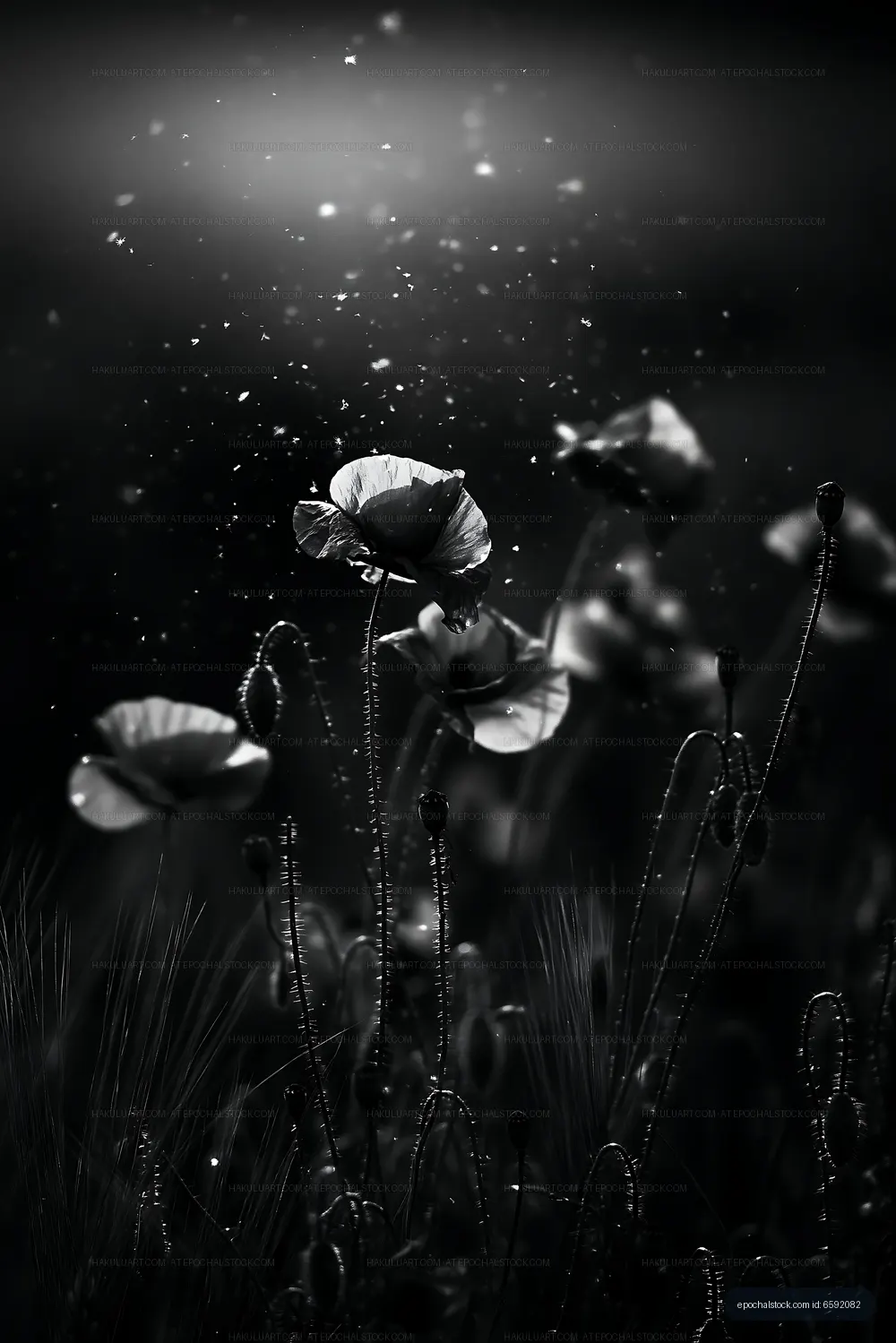 Black and white flowers in a field with gentle light