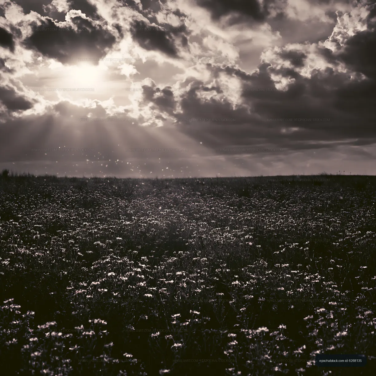 Sunlight shining over a field of flowers in black and white