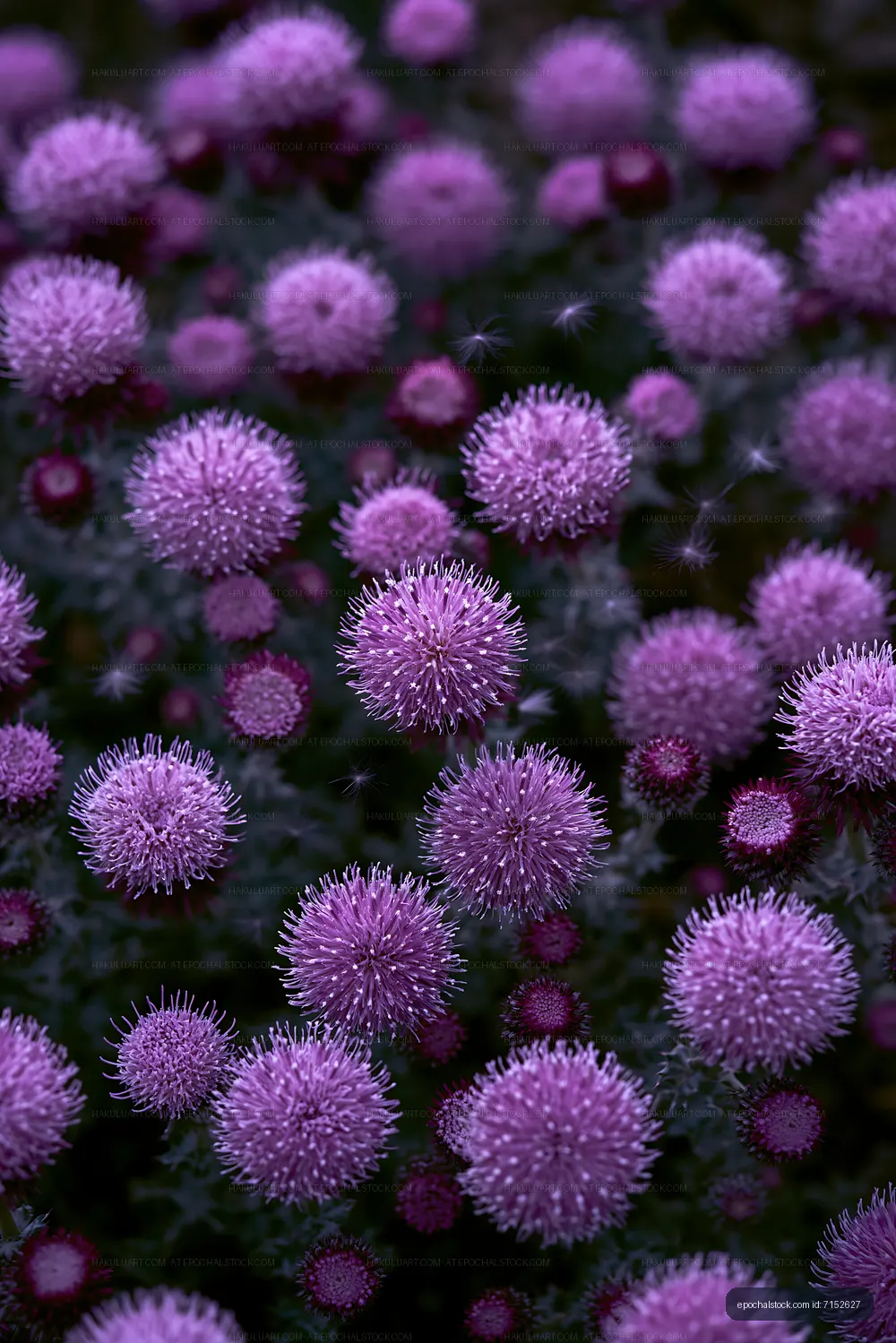 Purple thistle flowers blooming in a garden during daytime