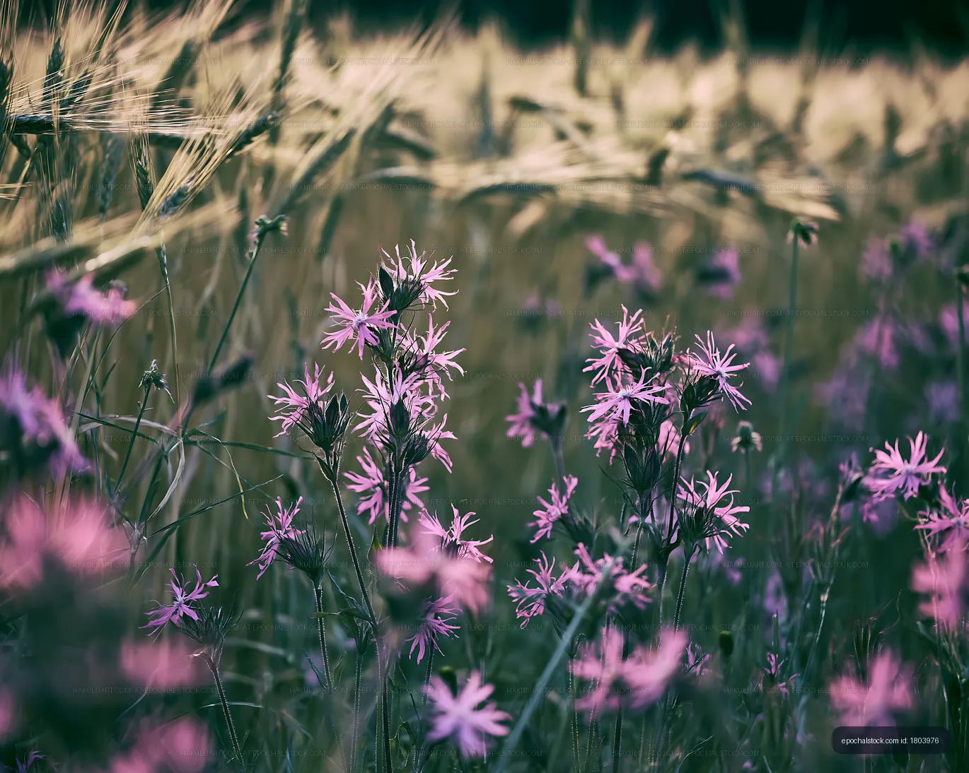 Wildflowers bloom in a field of golden wheat during summer