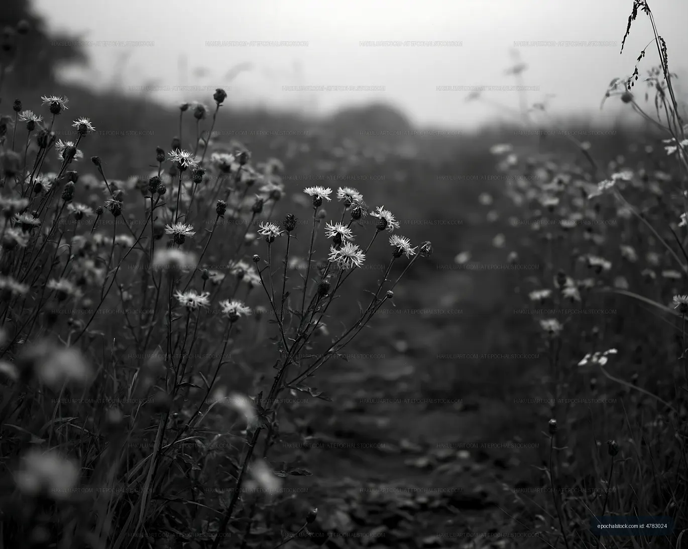 Black and white flowers in a misty field during early morning