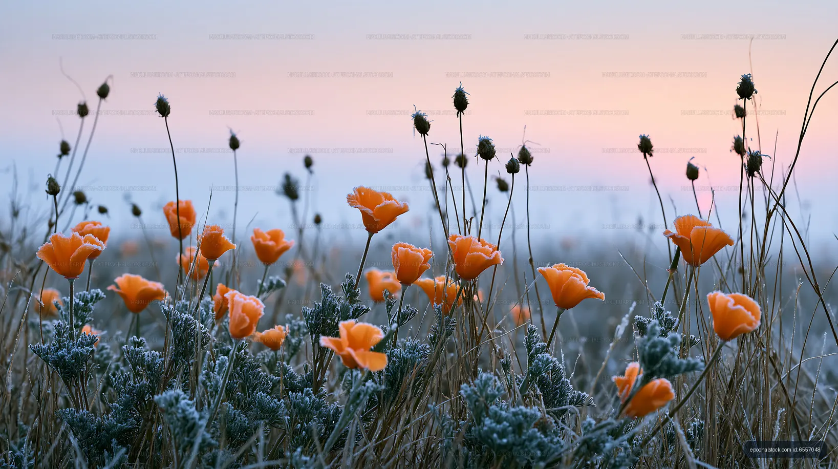 Orange flowers bloom in a field with frost at dawn