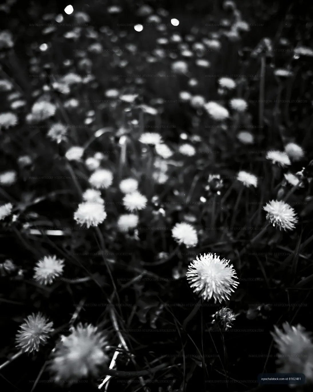Field of small white flowers in black and white