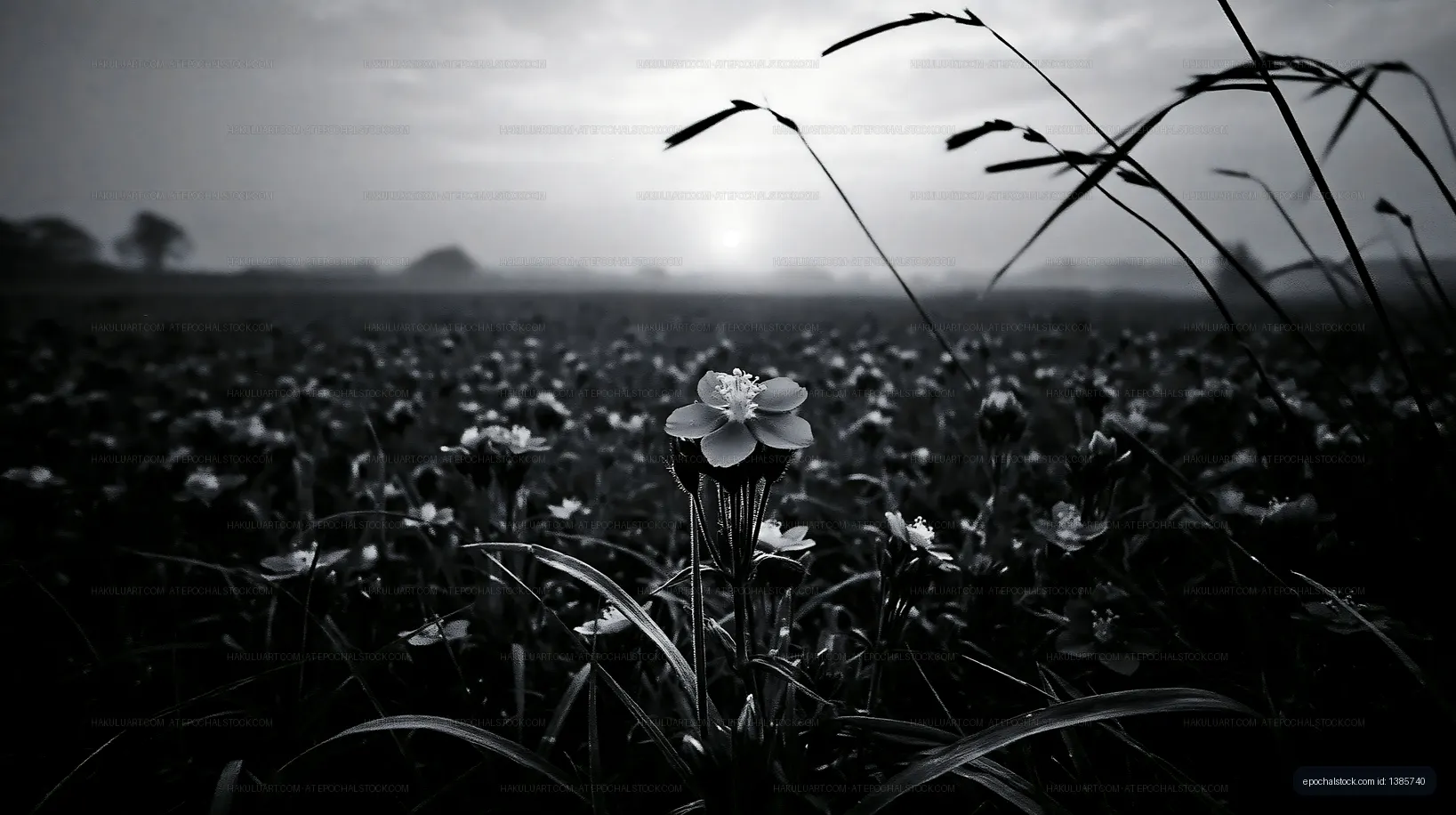 Flowers in a field at sunrise with a foggy sky