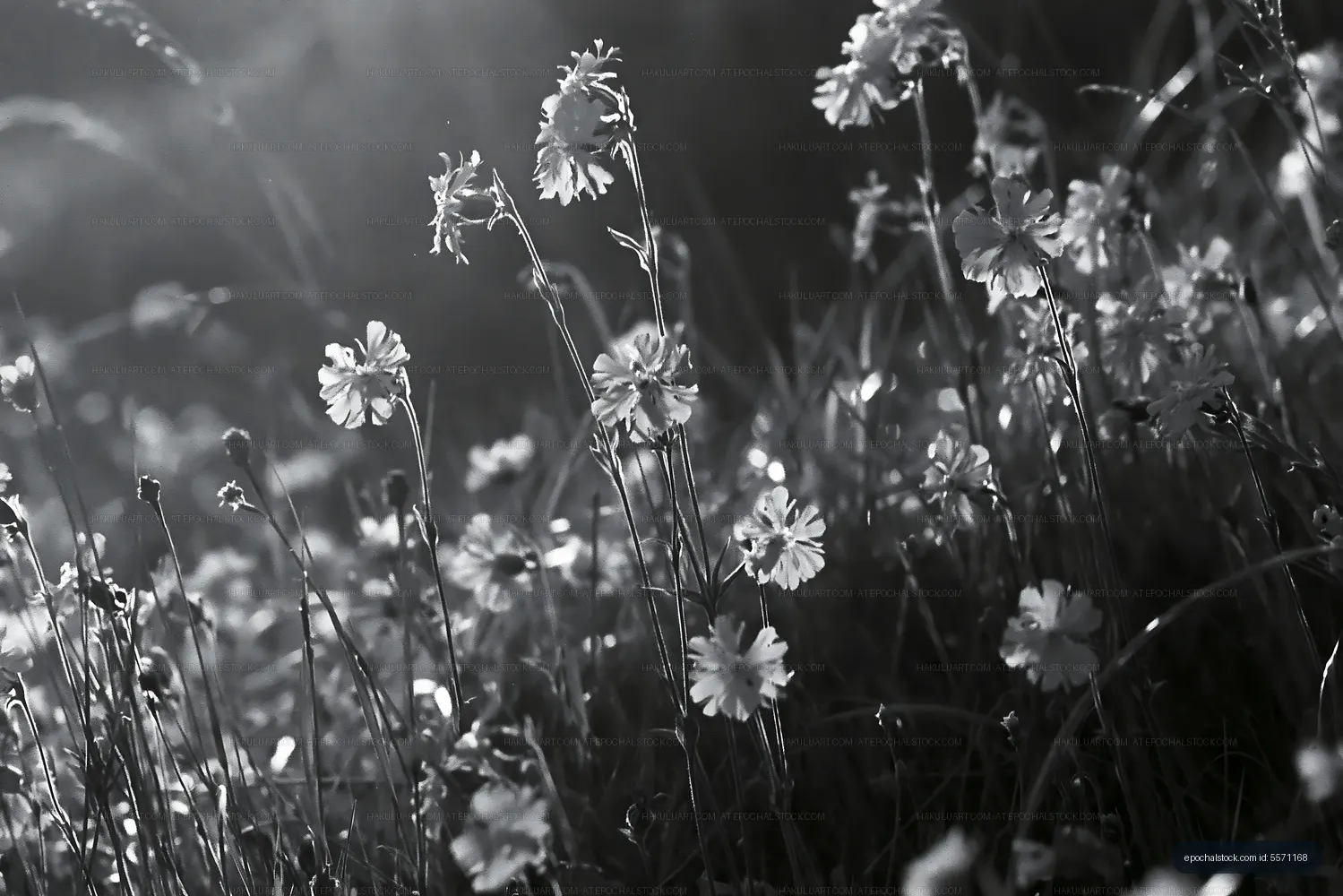 Black and white flowers in a grassy field during daylight