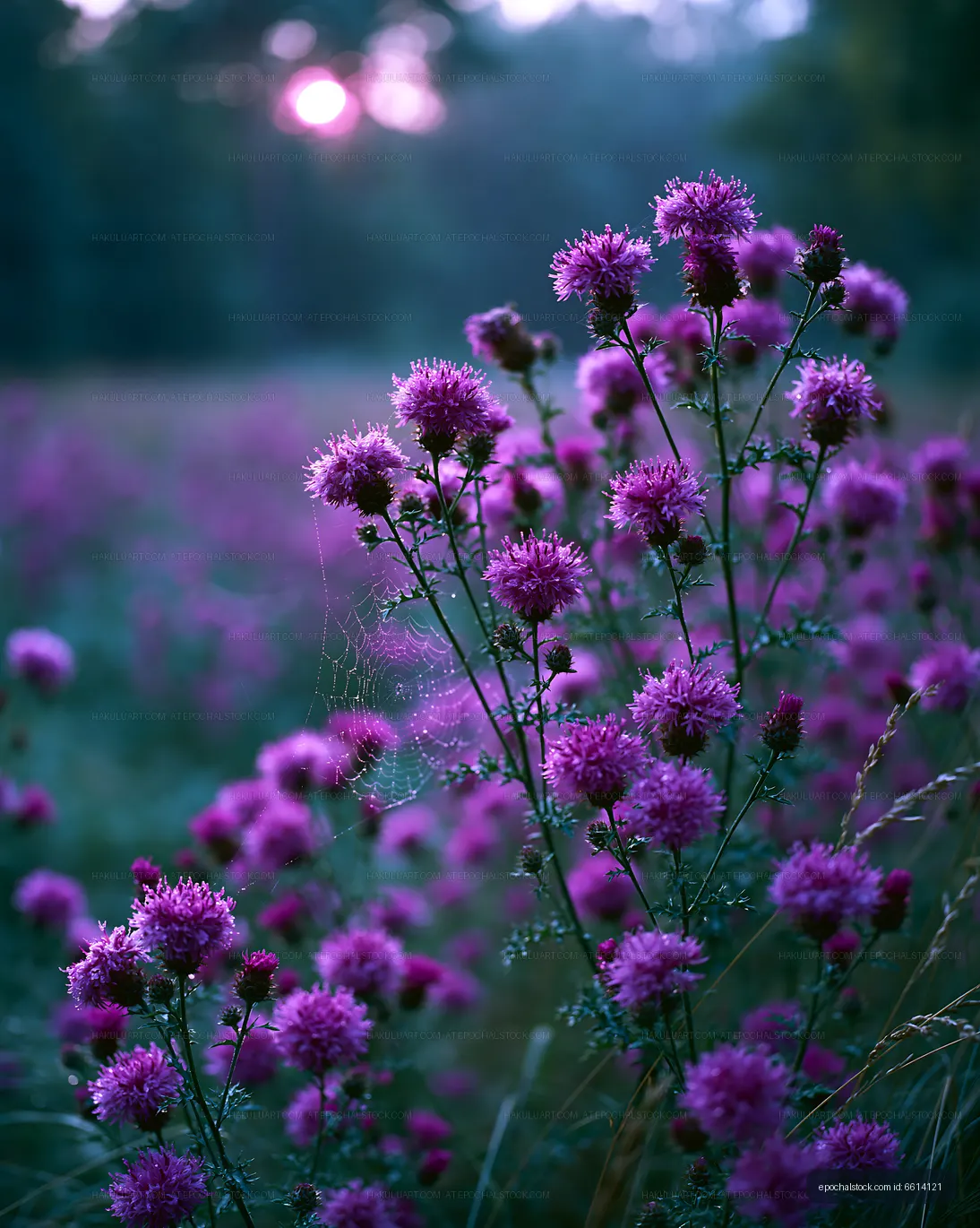 Pink flowers bloom in a field during sunset