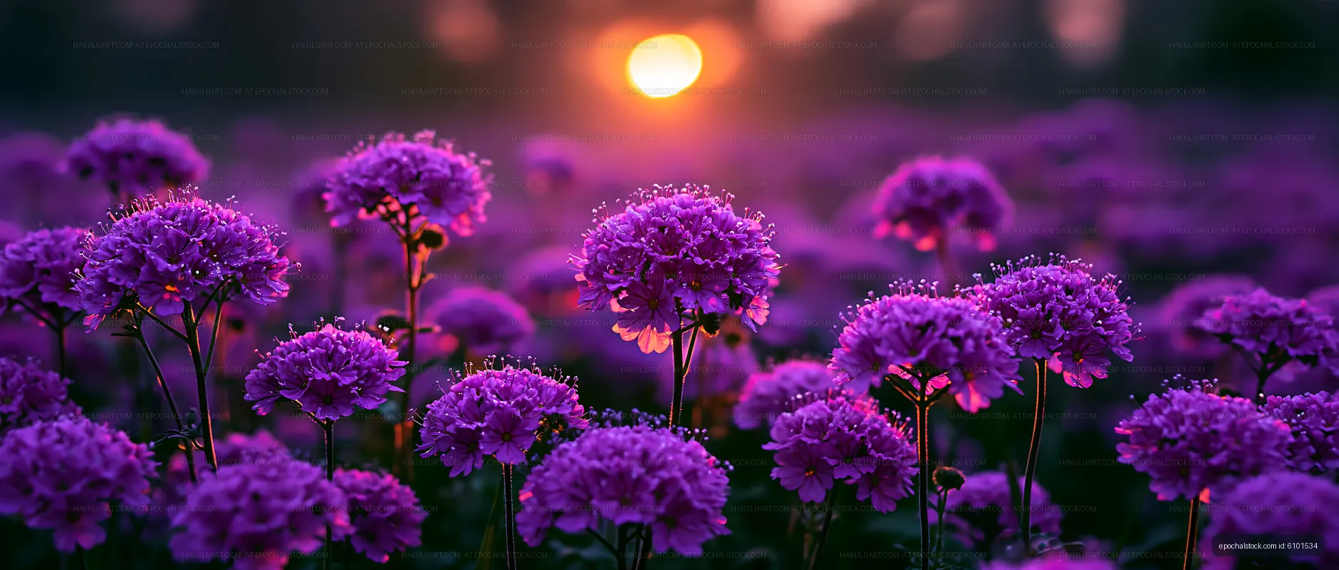 Sunset over a field of purple flowers