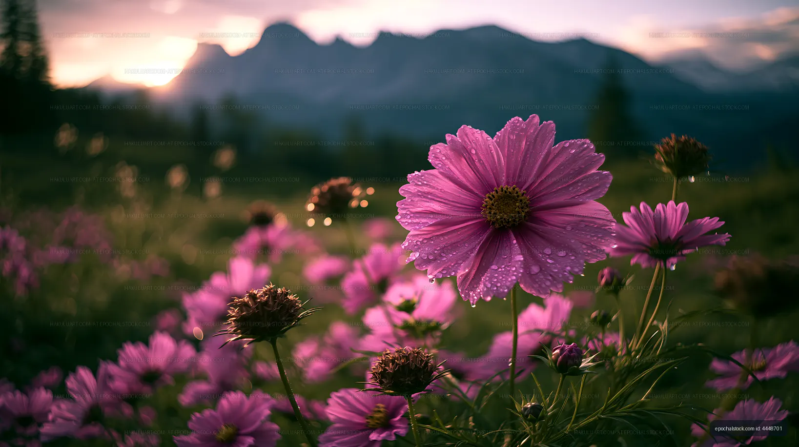 Purple flowers in a field during sunset with mountains in background