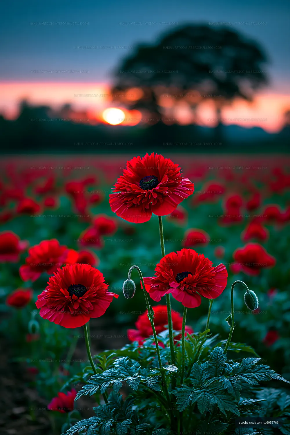 Red poppies bloom in a field at sunset