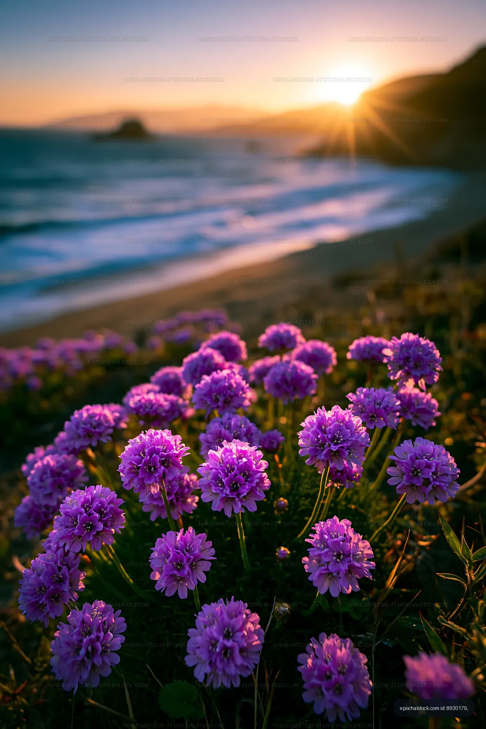 Violet flowers bloom by the shore at sunset