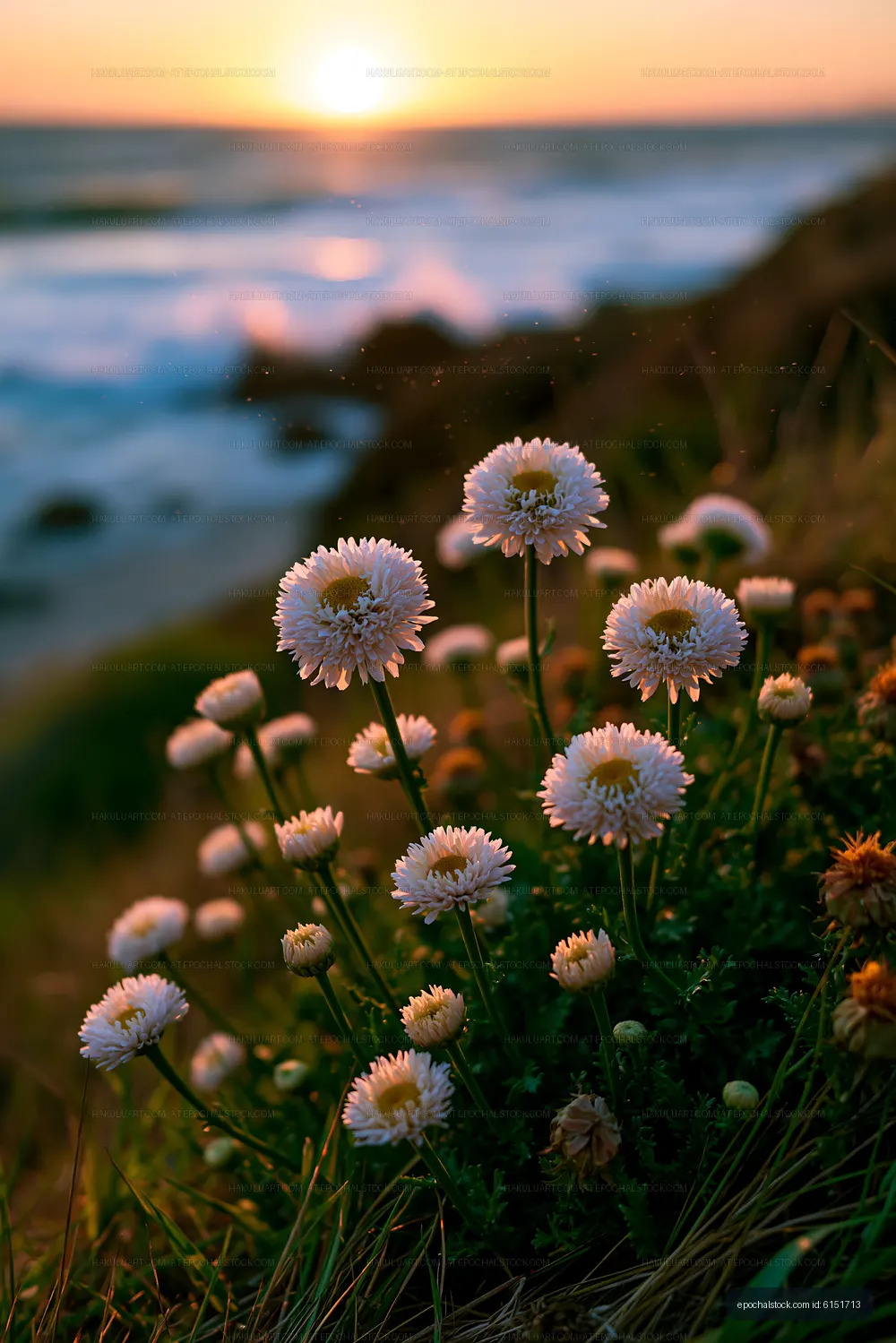 Flowers at sunset by the ocean shore