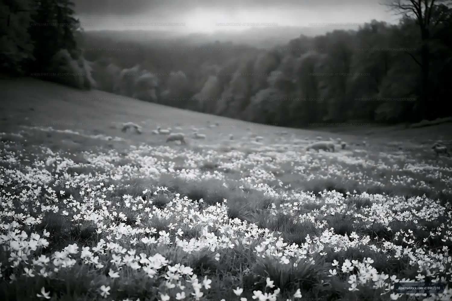 Black and white landscape with flowers in a grassy field