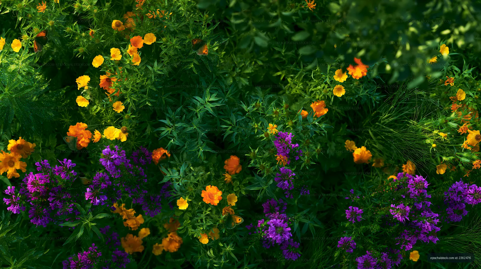 Colorful flowers in a garden during sunny weather