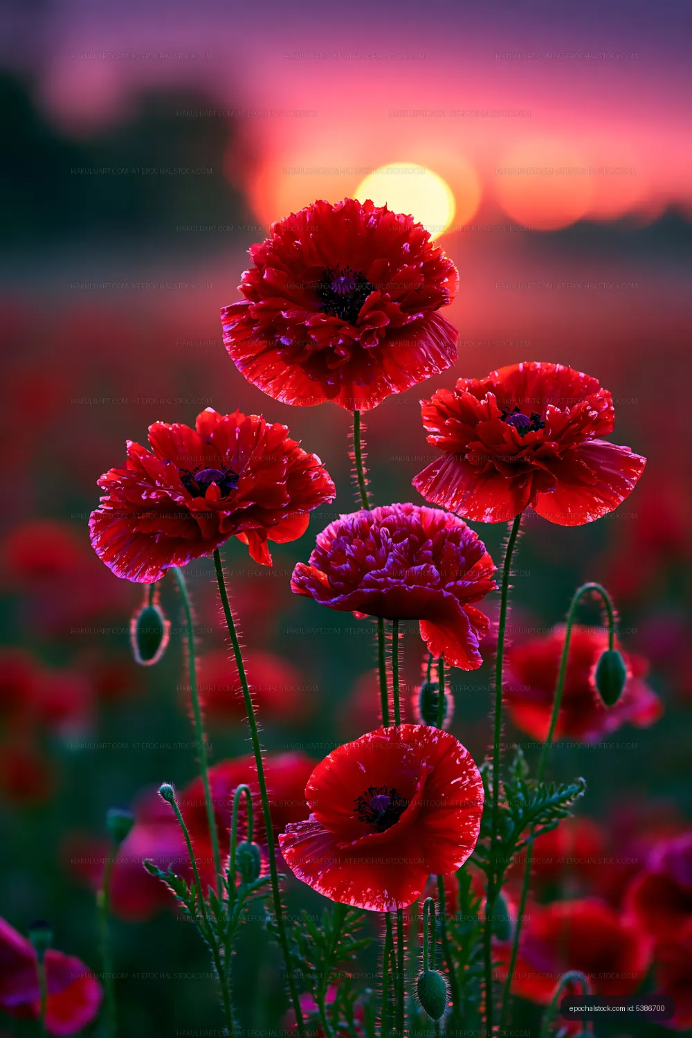 Red poppy flowers in a field at sunset