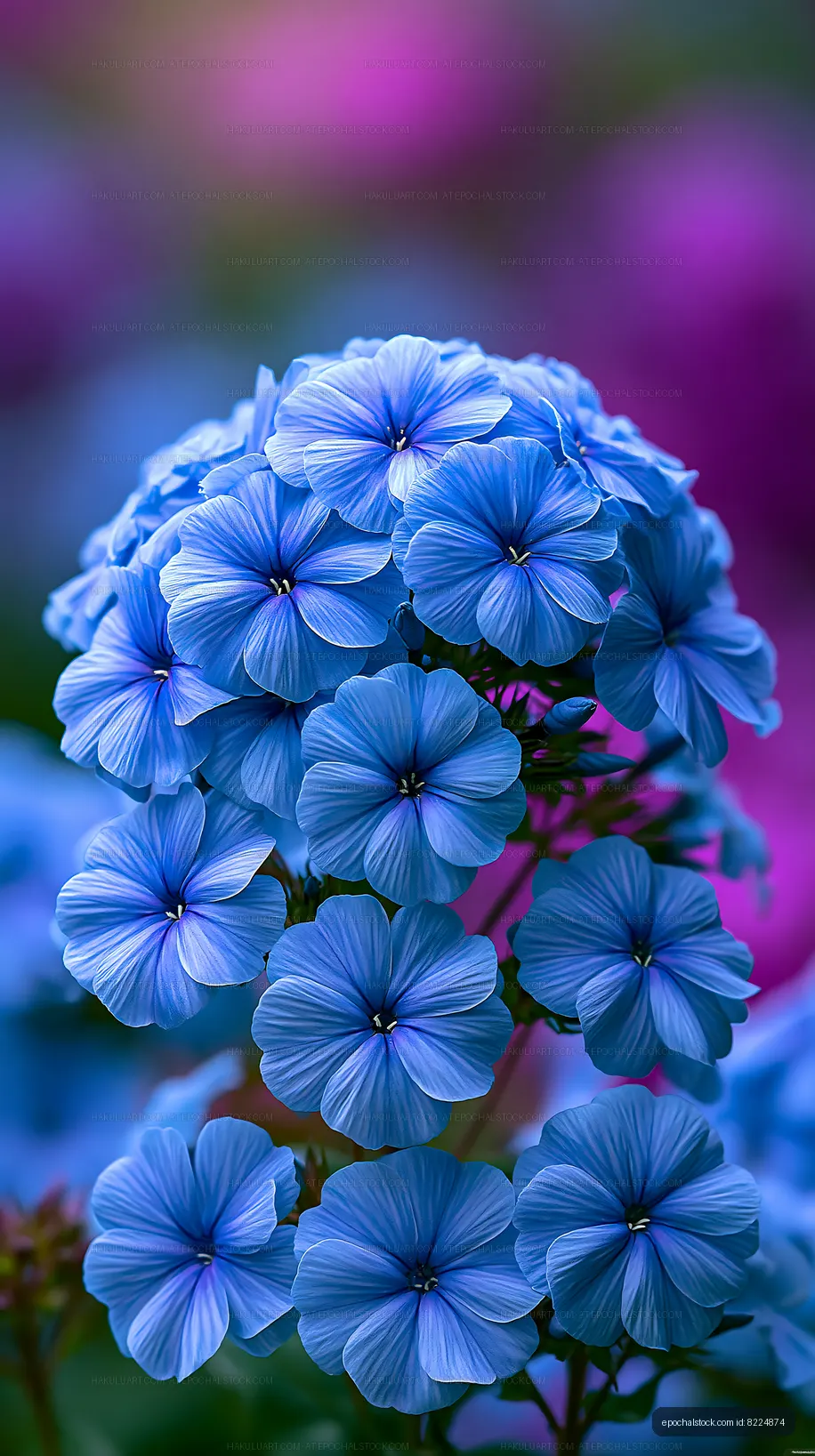 Blue flowers in bloom with soft background colors