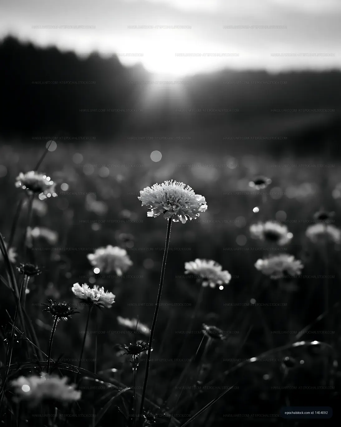 Black and white flowers in a field during sunset