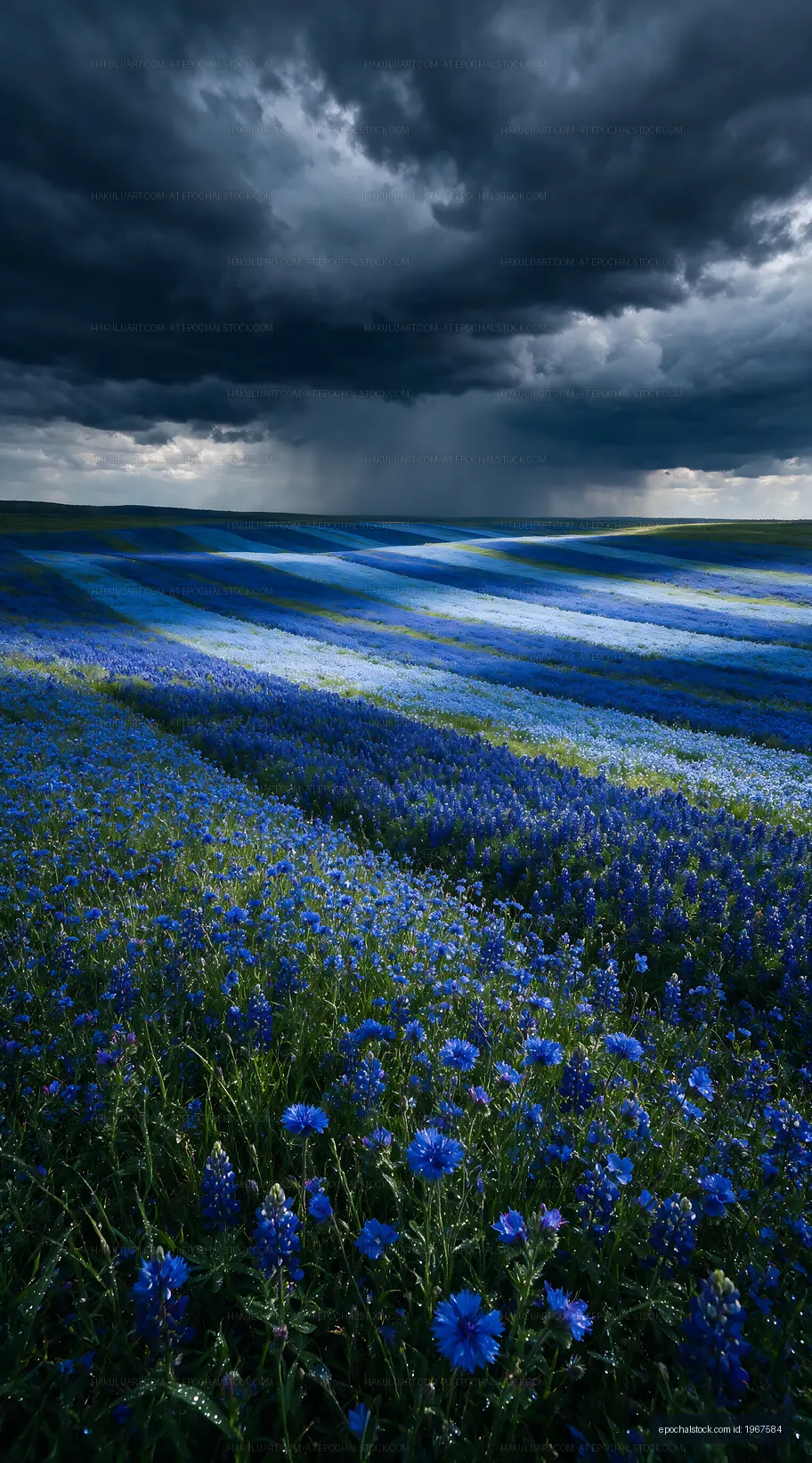 Blue flower field under dark clouds before rain
