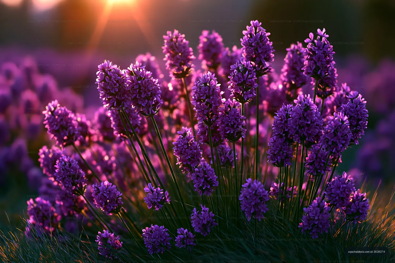 Lavender flowers bloom in sunlight at a field during sunset