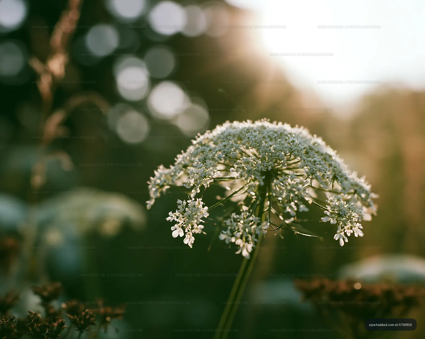 Wildflower blooms in a sunny field during golden hour