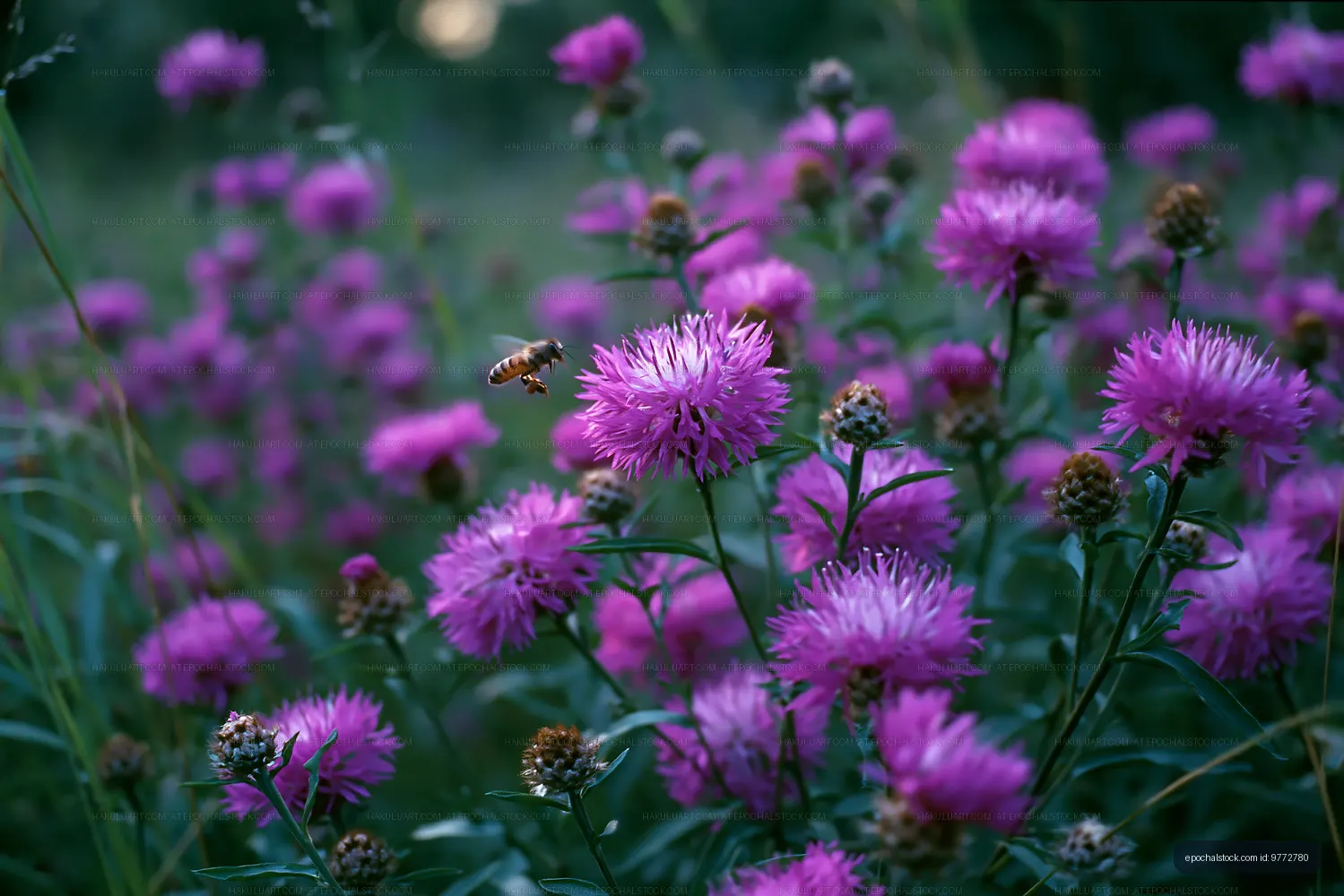 Bee flying near purple flowers in a field during the day