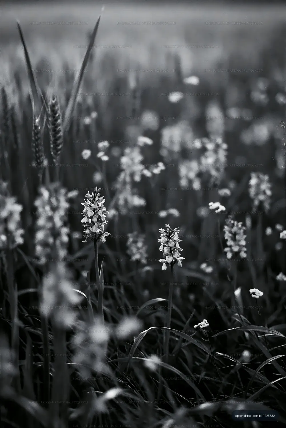 Field of wildflowers in black and white during sunny day