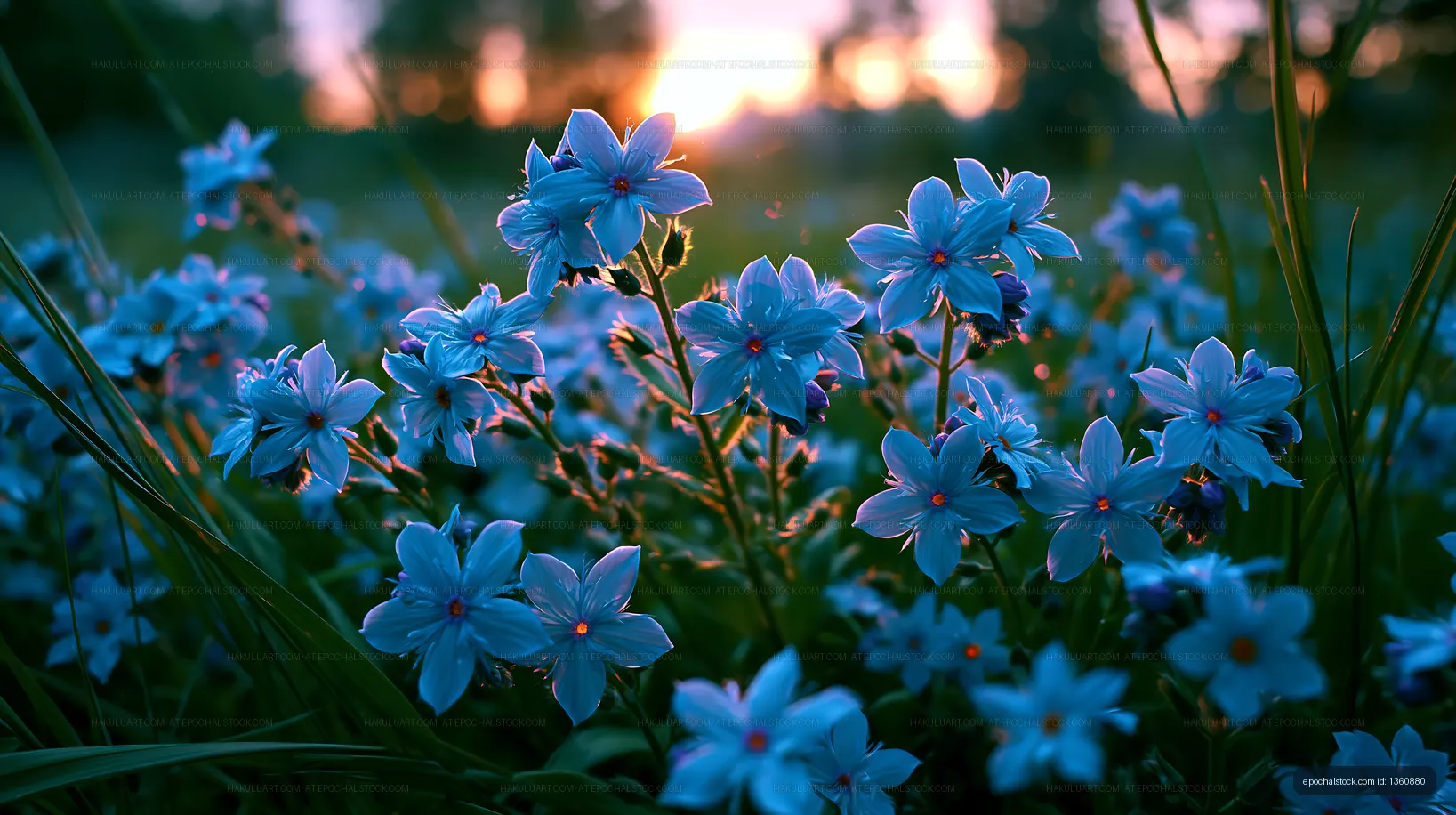 Blue flowers bloom in a field during sunset