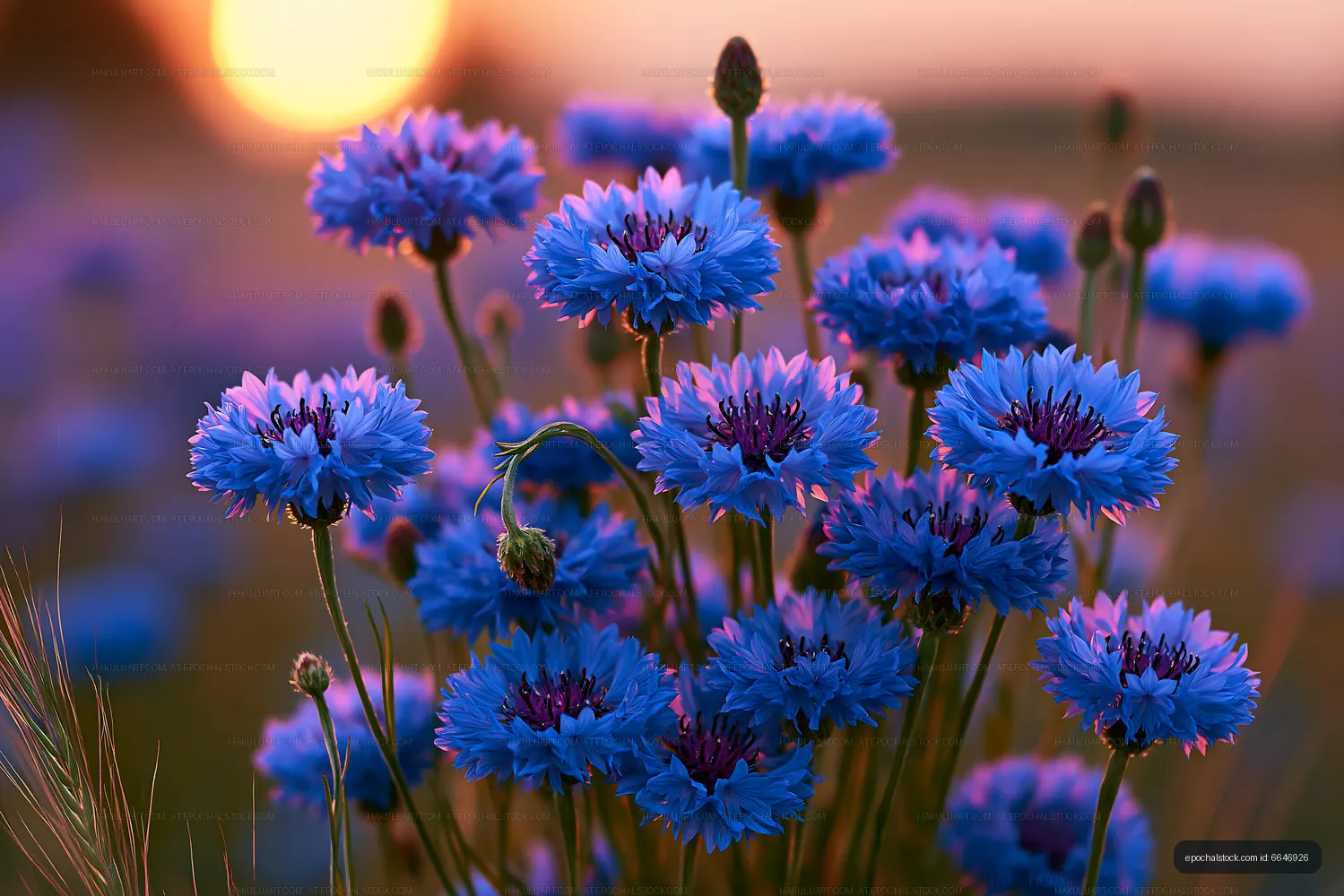 Vivid blue flowers blooming at sunset in a field