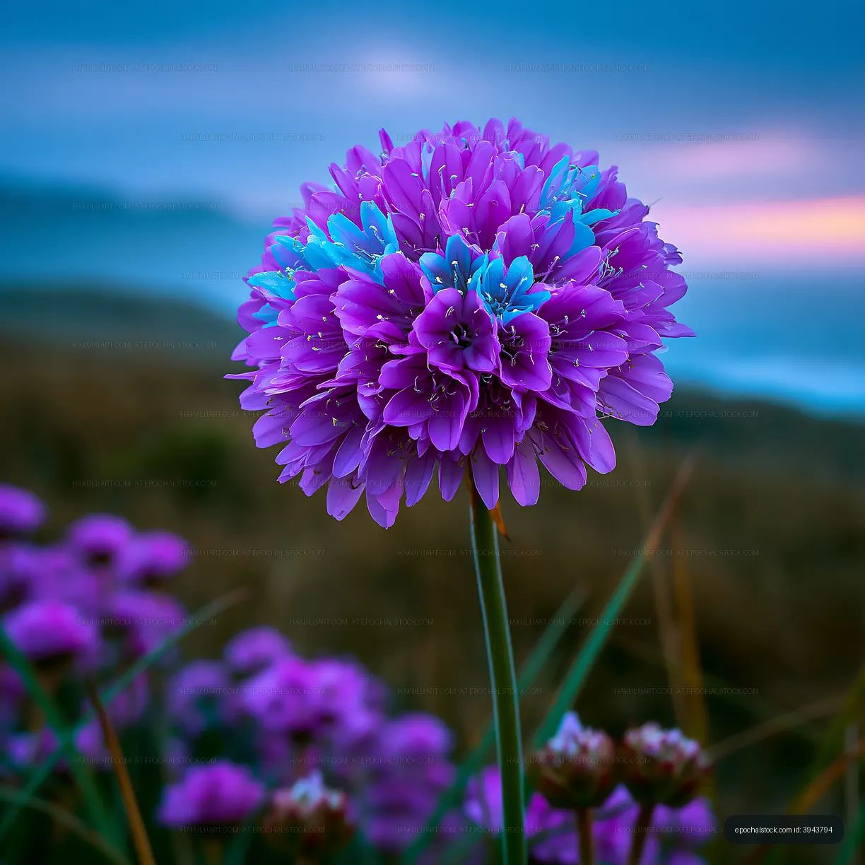 Bright purple flower with blue highlights and a scenic background