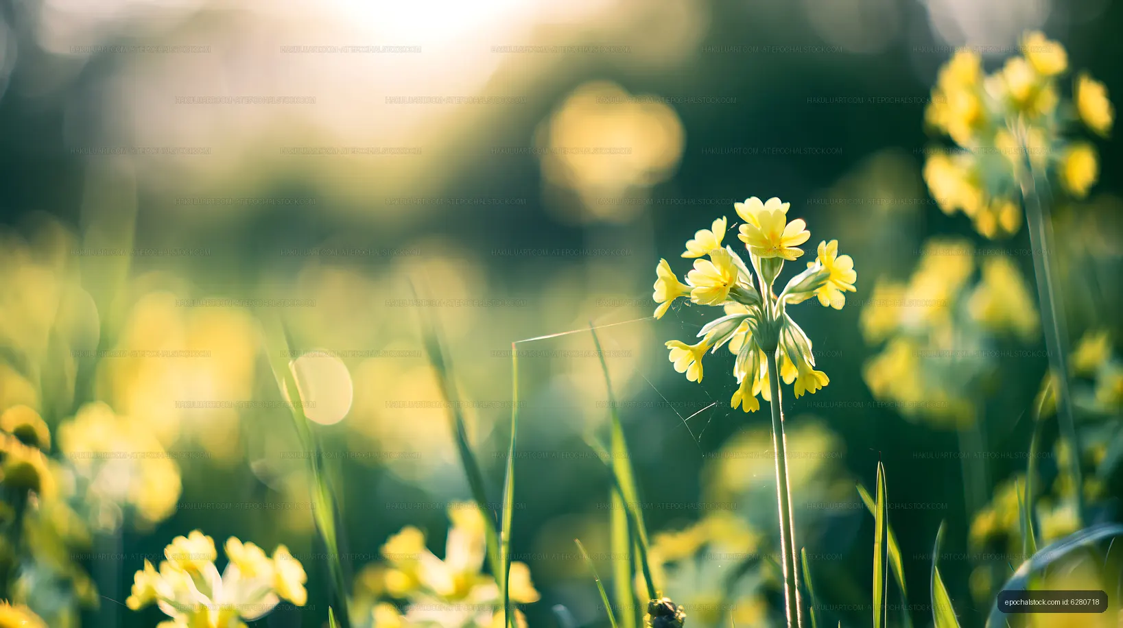 Yellow flowers growing in a green field under sunlight