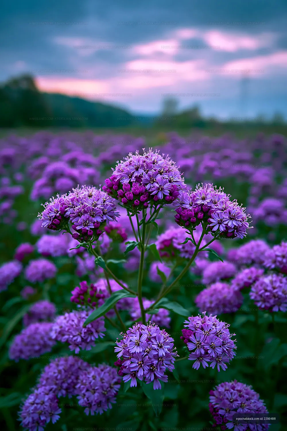 Purple flowers bloom in a field under a cloudy sky at sunset