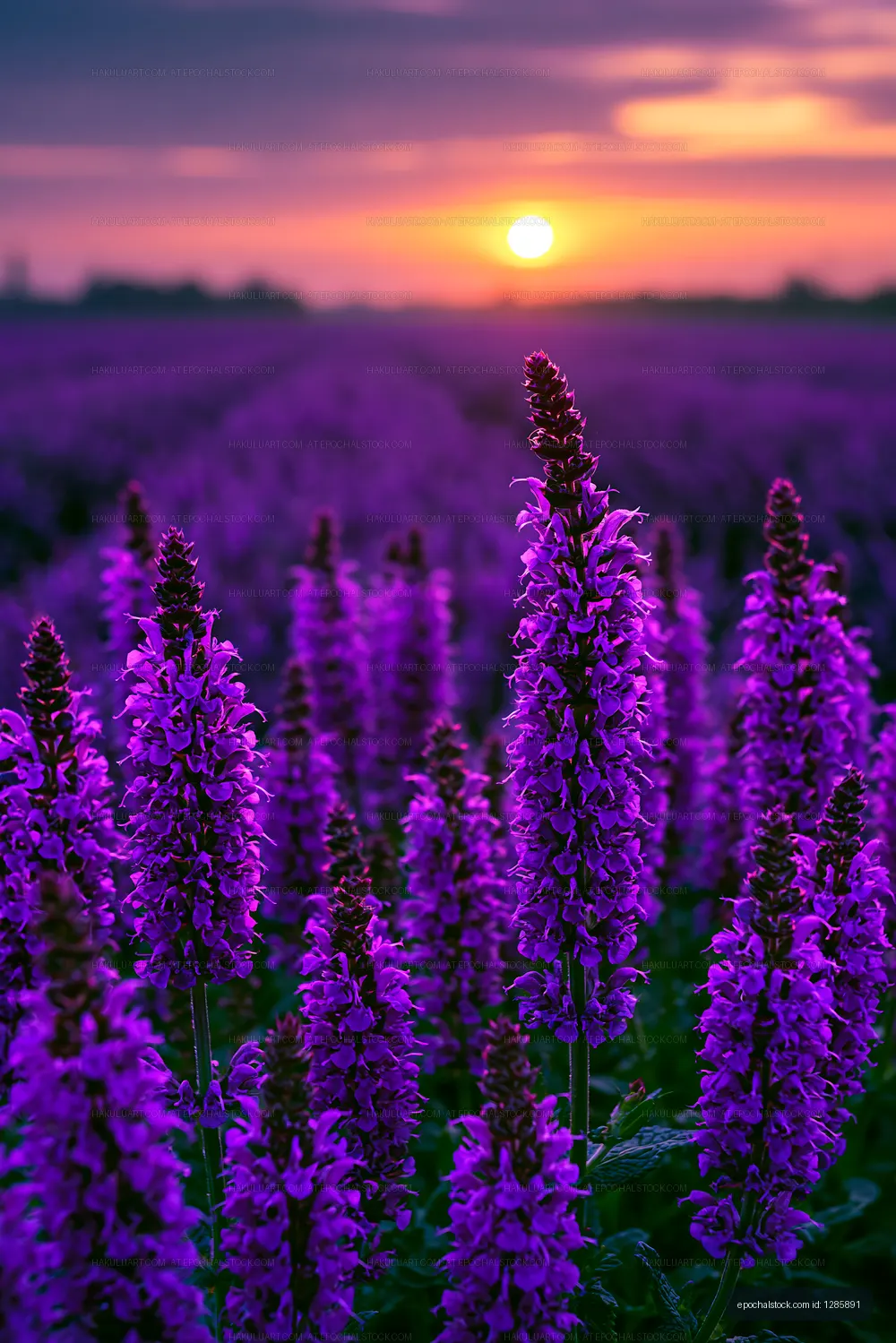 Fields of purple flowers at sunset near a rural landscape