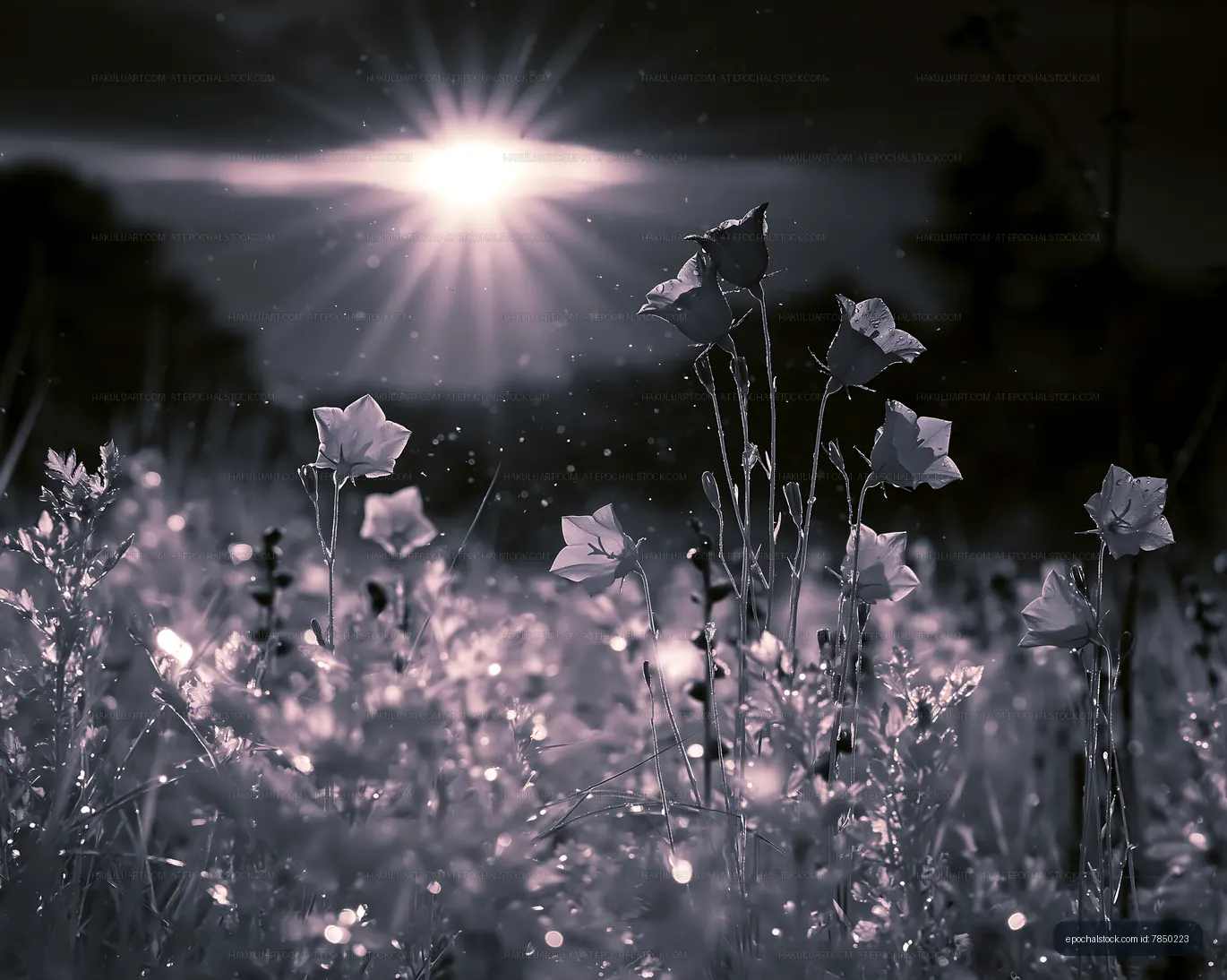 Flowers in a field under bright sunlight at dusk