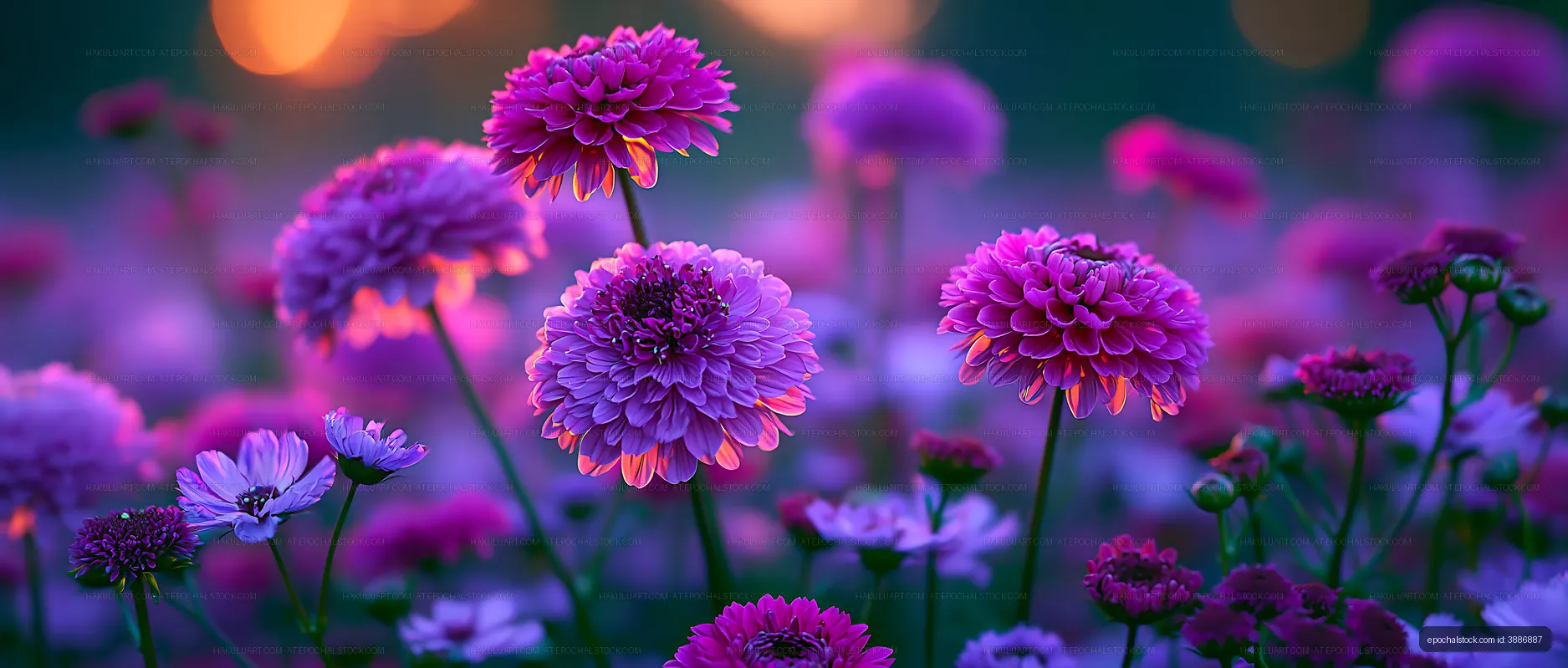 Colorful flowers bloom in a garden at sunset