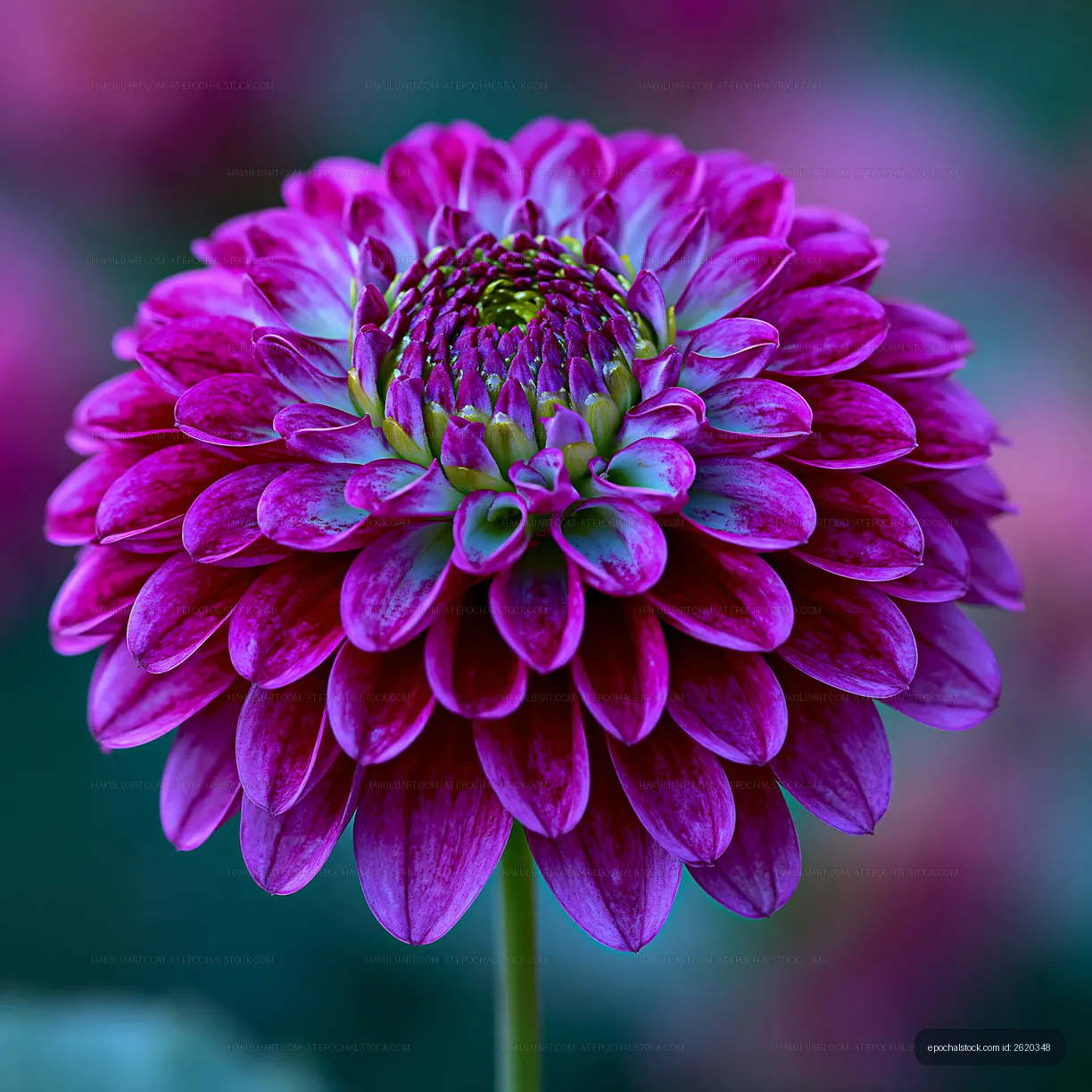 Close-up of a purple flower blooming in a garden