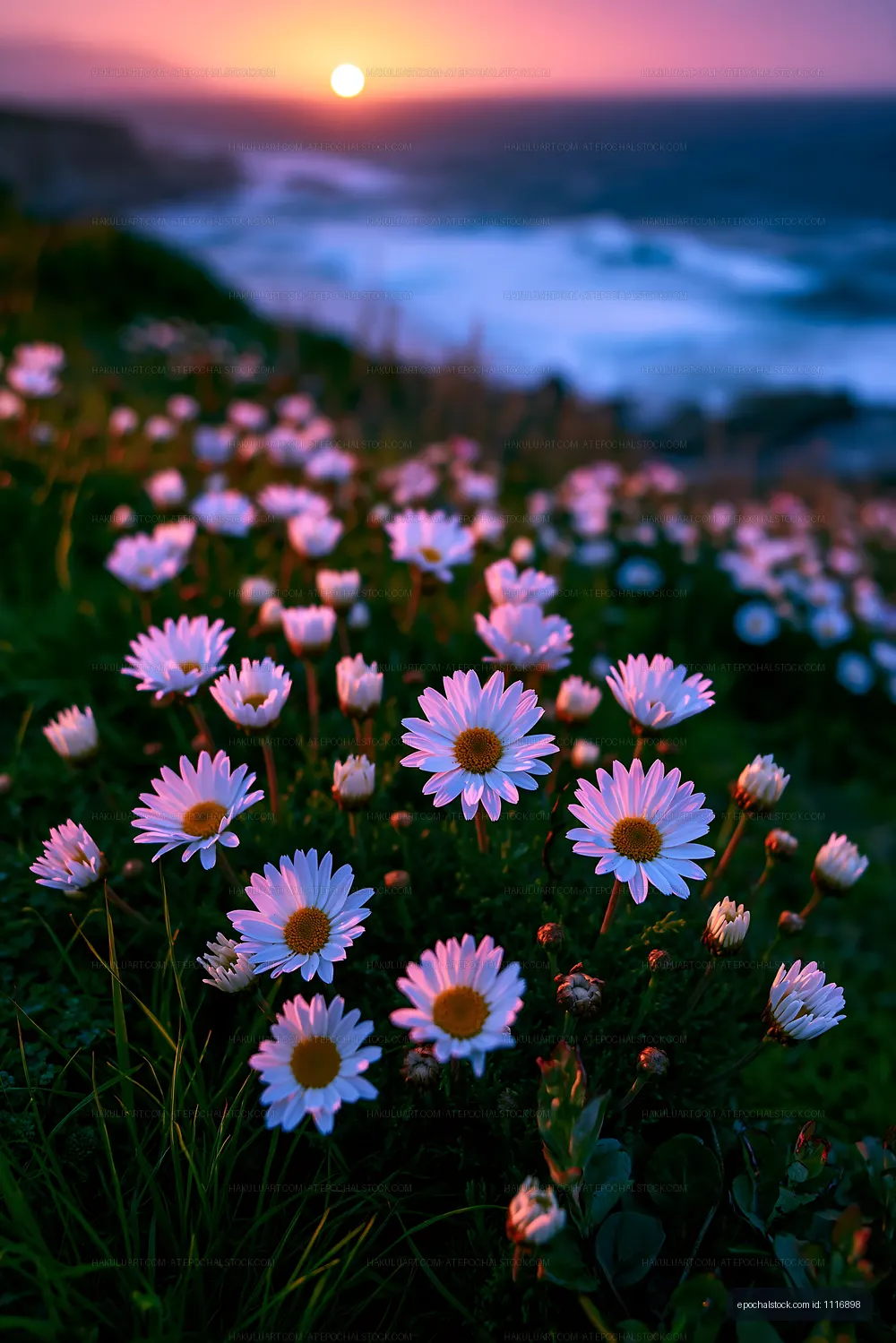 Sunset view of daisies by the ocean