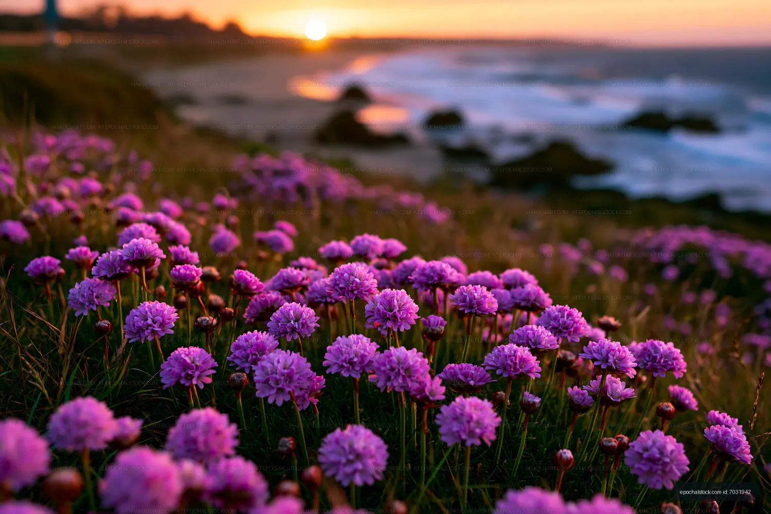 Sunset over purple flowers by the ocean