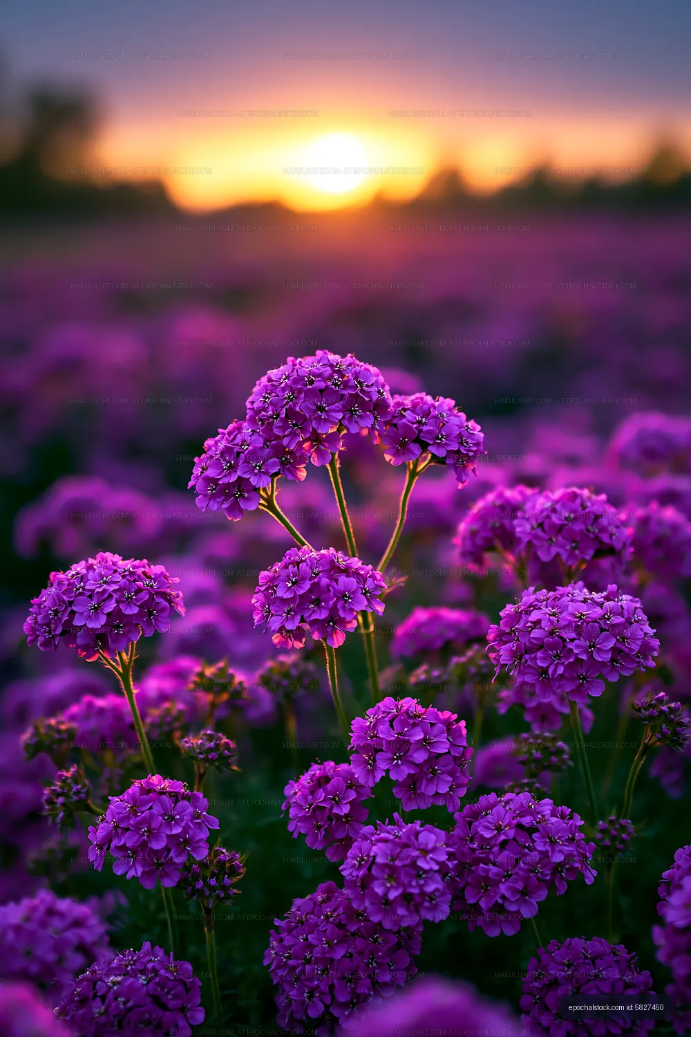 Vibrant purple flowers in a field at sunset