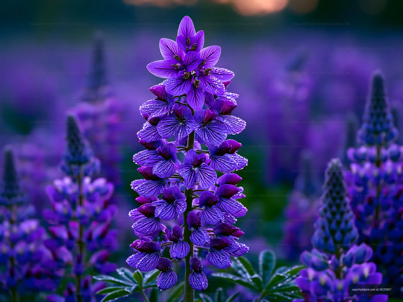 Purple flowers in a field with dew at sunrise