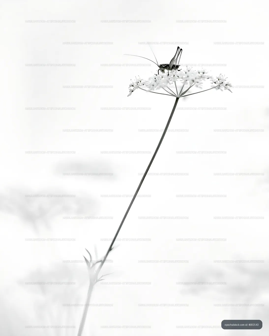 Grasshopper perched on a flower in black and white setting