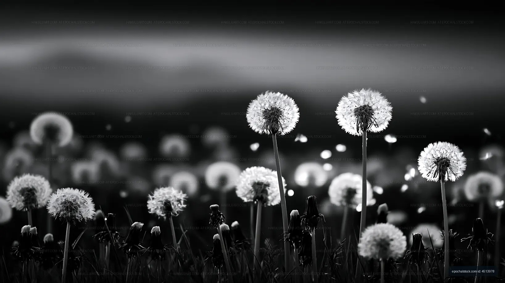 Dandelions in a field during sunset with blowing seeds