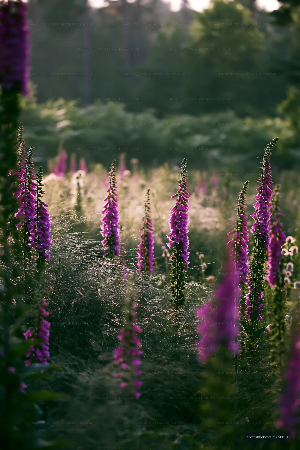 Purple flowers grow in a field during golden hour