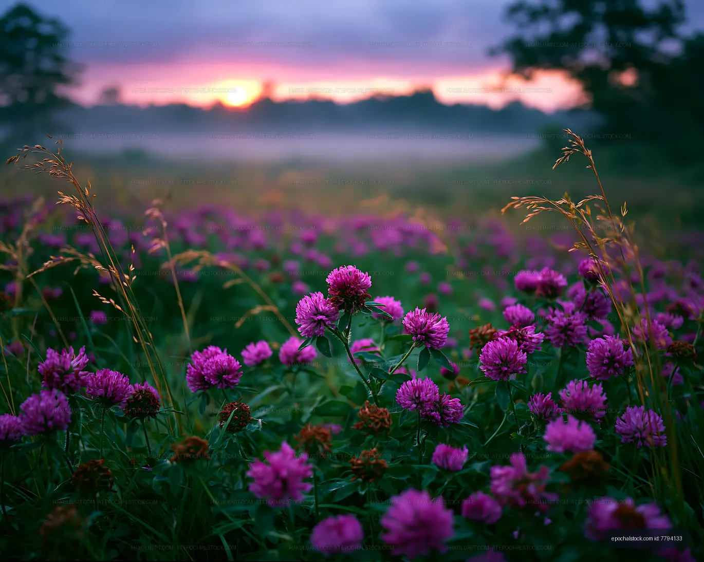 Field of pink clover flowers at sunrise in a quiet landscape