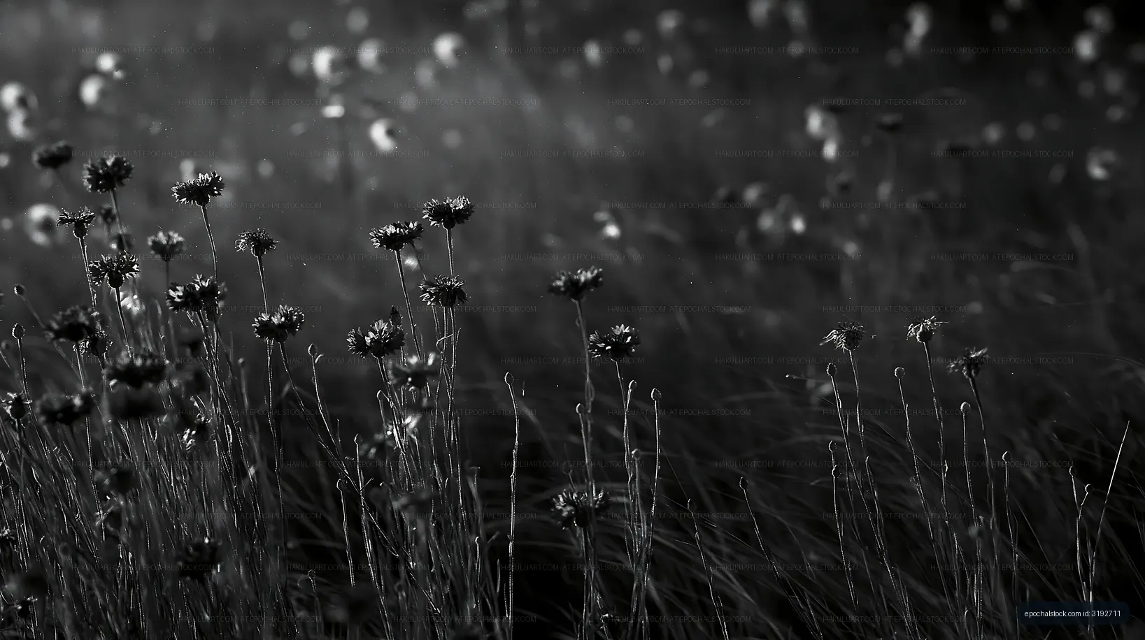 Black and white close-up of flowers in a field at sunset
