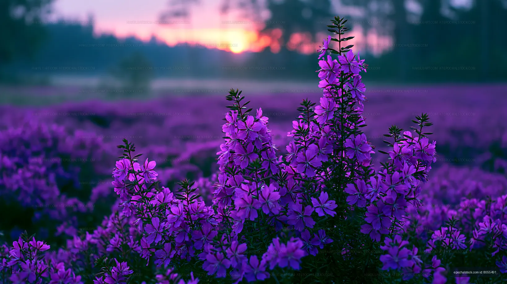 Purple flowers blooming during sunset in a field