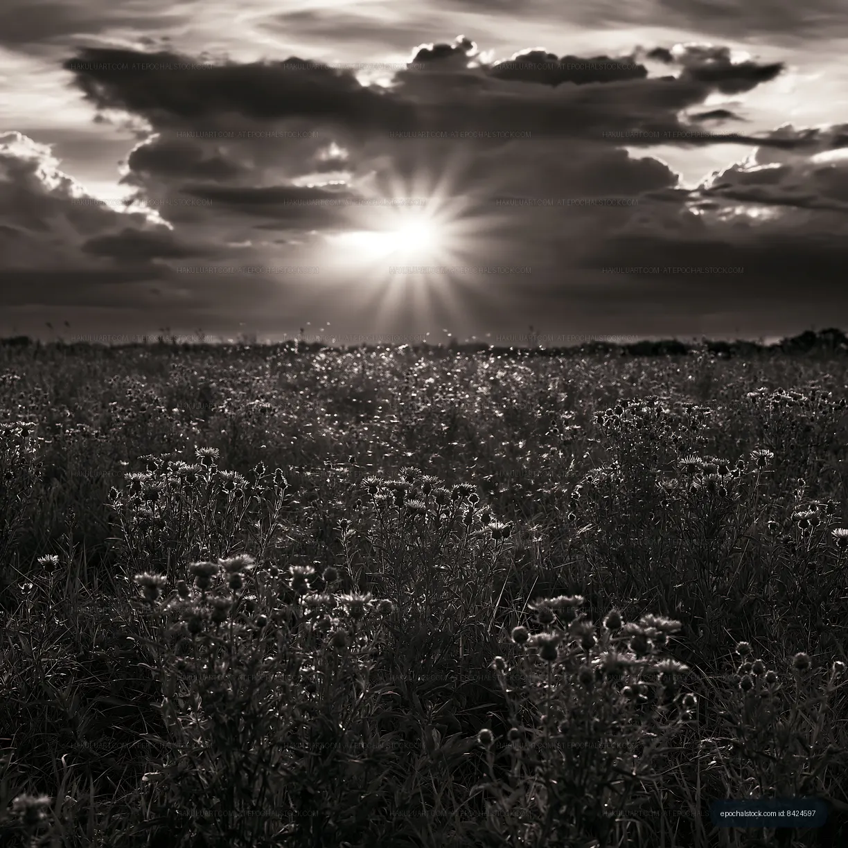 Sunlight shining over a field of flowers at sunset