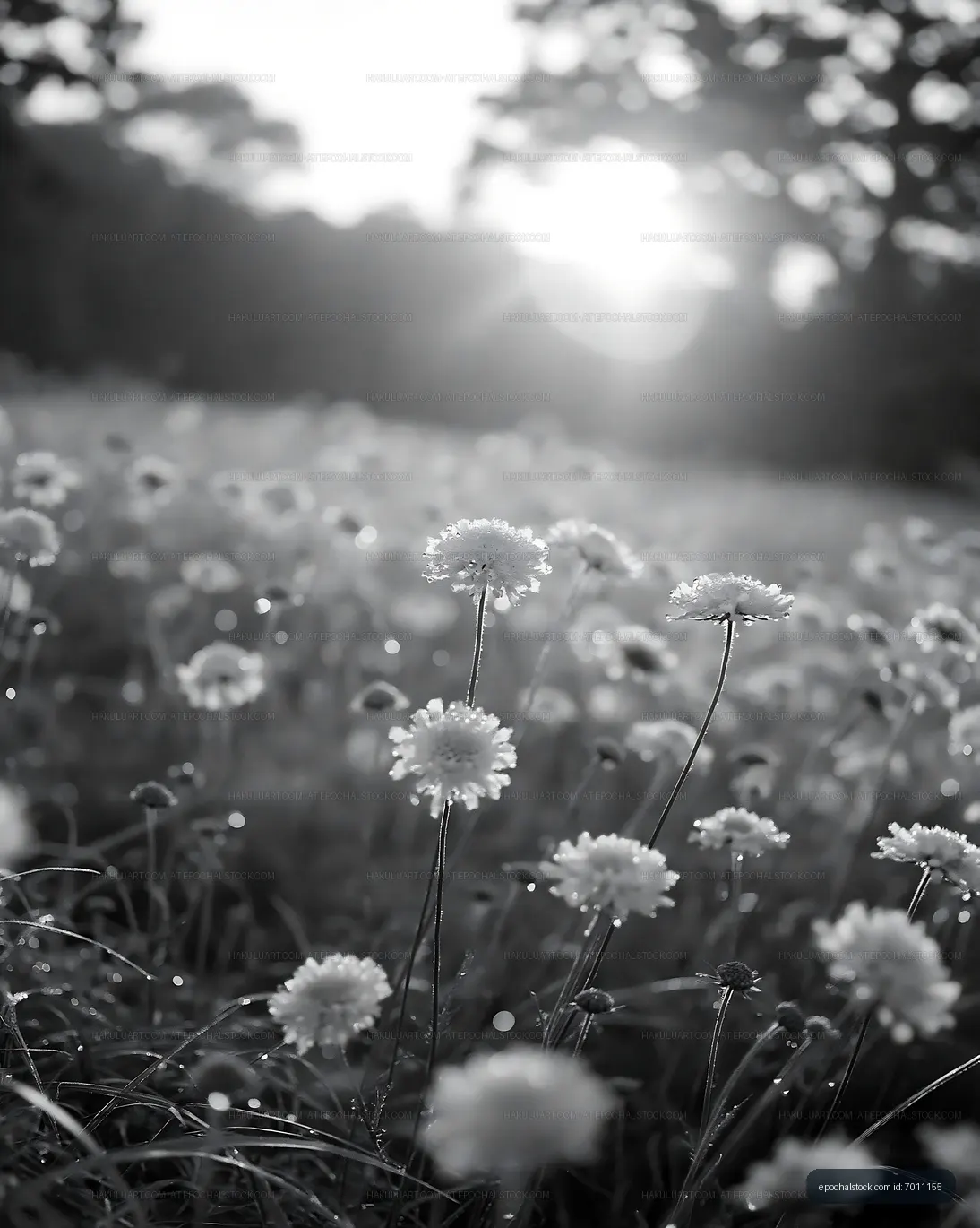 Flowers in a field at sunset with morning dew